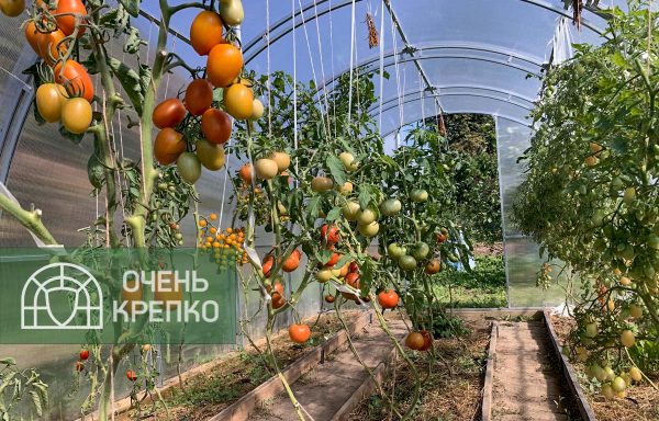 Теплица Звезда 3м фото 6