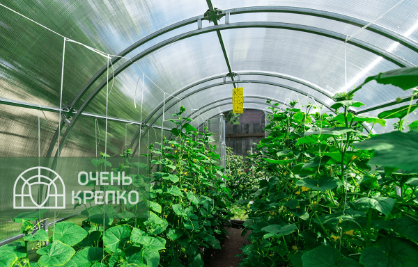 Теплица Звезда 3м фото 7