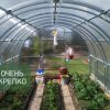 Теплица Усиленная фото 7