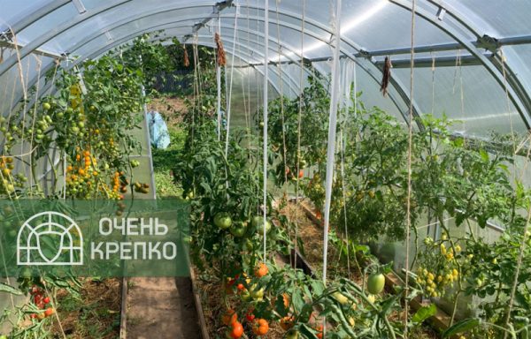 Теплица Звезда 3м Люкс фото 3